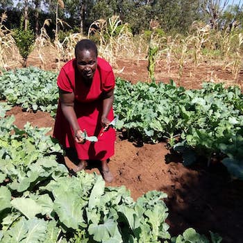 TGUP Project: Drought tolerant seeds in Kenya